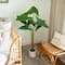 4.5ft. Arrowhead Philodendron in White Decorative Planter